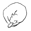 sleeping cat